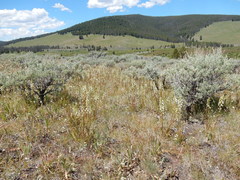 Pedicularis contorta contorta