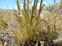 Pedicularis contorta contorta