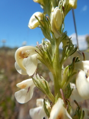 Pedicularis contorta contorta