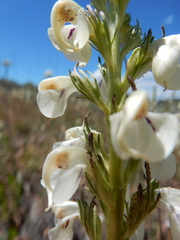 Pedicularis contorta contorta