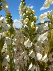 Pedicularis contorta contorta