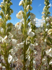 Pedicularis contorta contorta