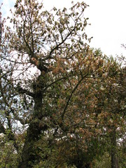 Cercocarpus macrophyllus