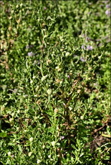 Centipeda cunninghamii