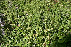 Centipeda cunninghamii