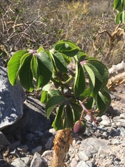 Jatropha macrocarpa