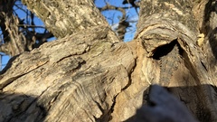 Ctenosaura flavidorsalis