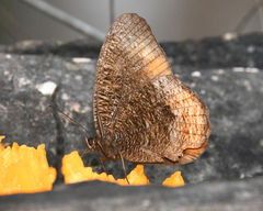 Corderopedaliodes