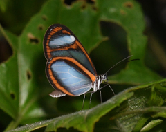 Oleria quintina