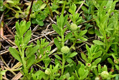 Centipeda elatinoides