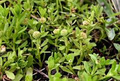 Centipeda elatinoides