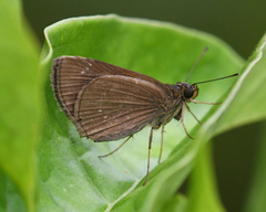 Cobalopsis miaba
