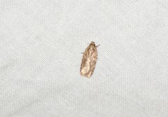 Agonopterix canadensis