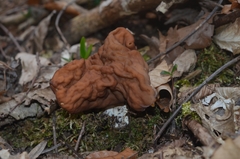 Gyromitra fastigiata