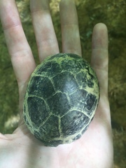 Kinosternon subrubrum subrubrum