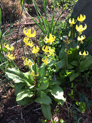 Erythronium tuolumnense