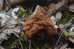 Gyromitra fastigiata