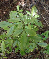 Pseudopanax discolor