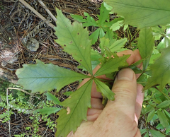 Pseudopanax discolor