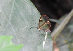 Episcada hymenaea