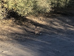 Sylvilagus audubonii