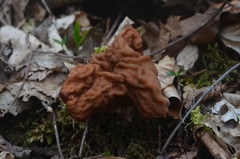 Gyromitra fastigiata