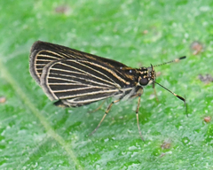 Callimormus radiola radiola