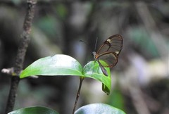 Episcada hymenaea