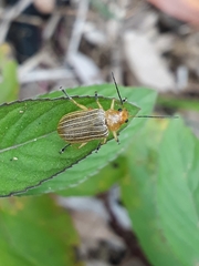 Metaxyonycha granulata