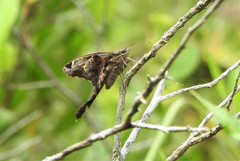 Chioides catillus