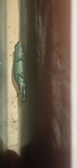 Gekko gecko