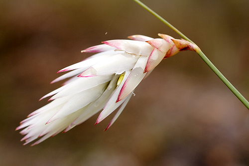 Hooded Lily