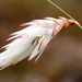 Johnsonia lupulina - Photo (c) biodivinf, algunos derechos reservados (CC BY-NC-SA)