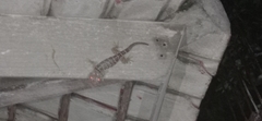 Gekko gecko