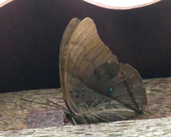 Archaeoprepona chromus