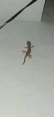 Gekko gecko