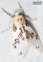 Idalus daga