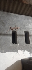 Gekko gecko
