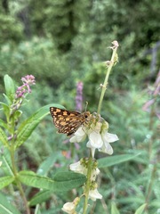 Carterocephalus