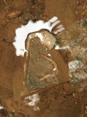 Bipalium pennsylvanicum