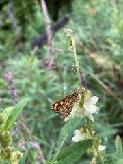 Carterocephalus