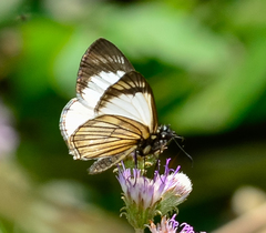 Heliopetes ochroleuca