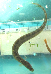 Pholis ornata
