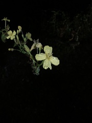 Hypericum tetrapetalum