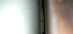 Gekko gecko