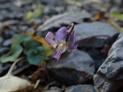 Viola egglestonii