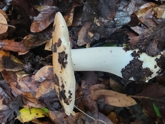 Russula bicolor