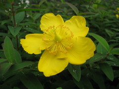 Hypericum × hidcoteense