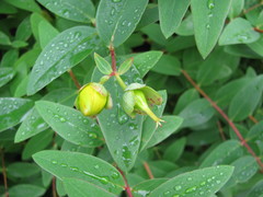 Hypericum × hidcoteense