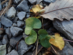 Viola egglestonii